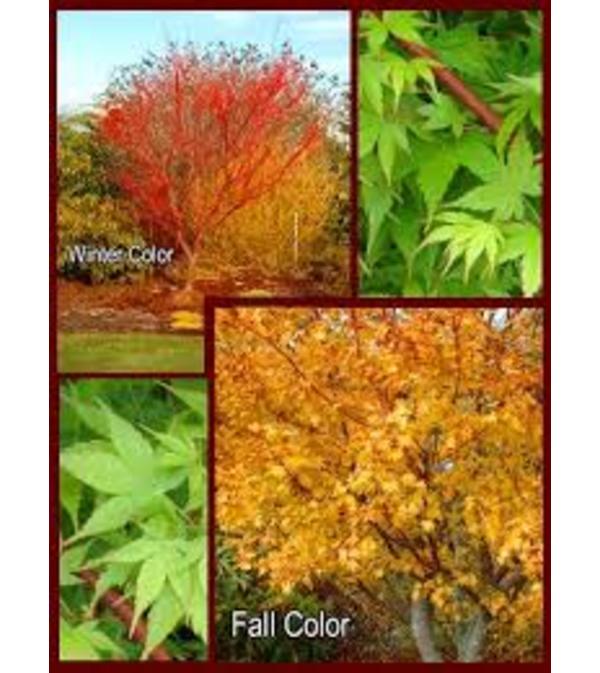 Coral Bark Maple Tree