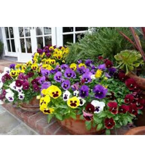 Pansy Bowl