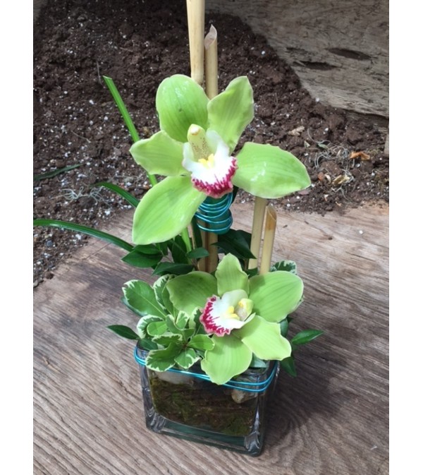 Admin Week Special - Oriental Orchids