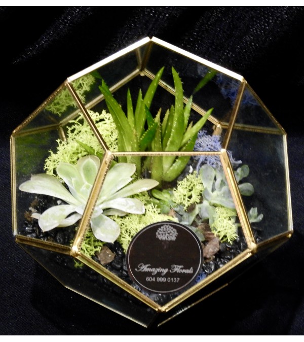 Gold Terrarium