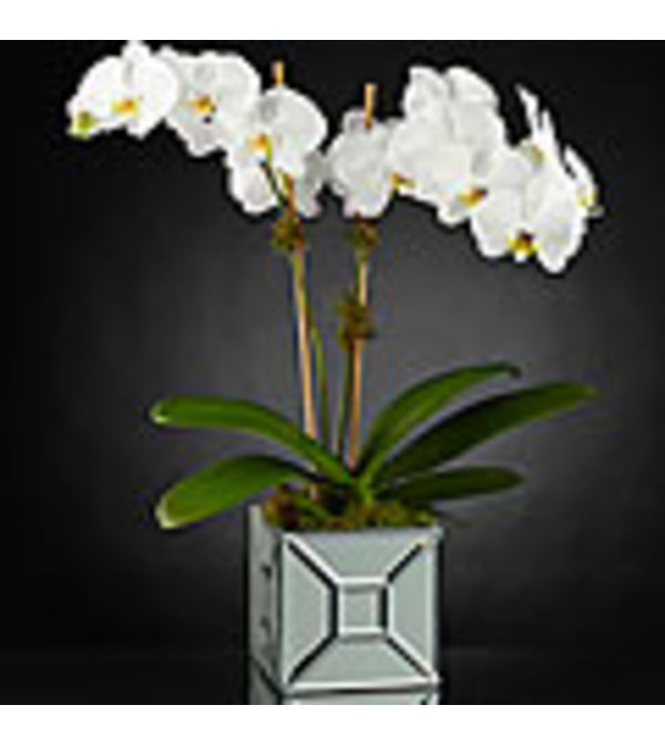 The FTD® Elegant Impressions™ Luxury Orchid