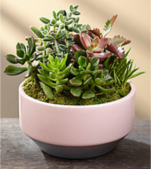 Succulent Garden