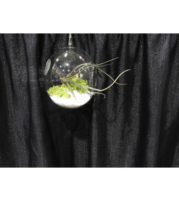 Air Plant terrarium