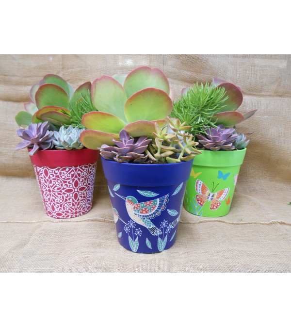 Succulent Garden