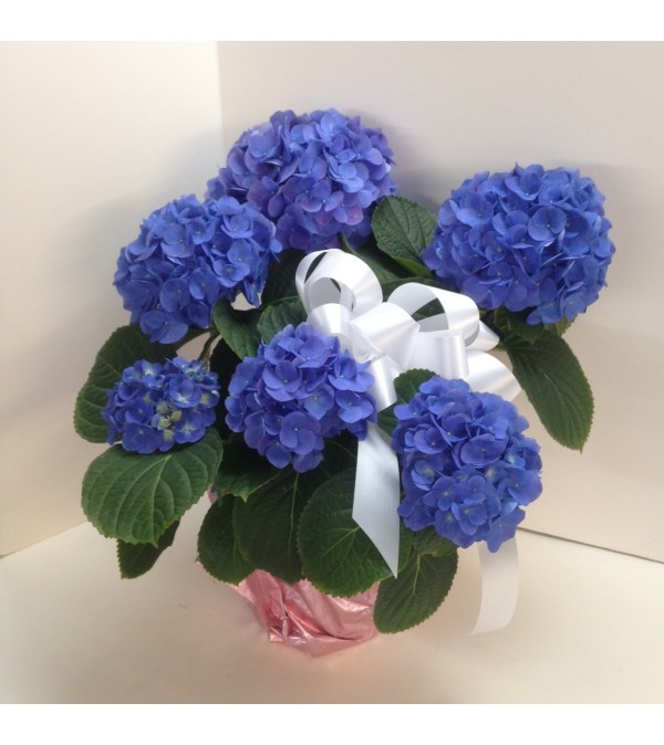 Hydrangea Plant