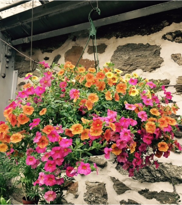 Blooming Hanging Basket