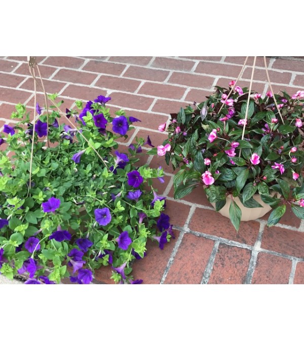 Annual Hanging Porch Pot
