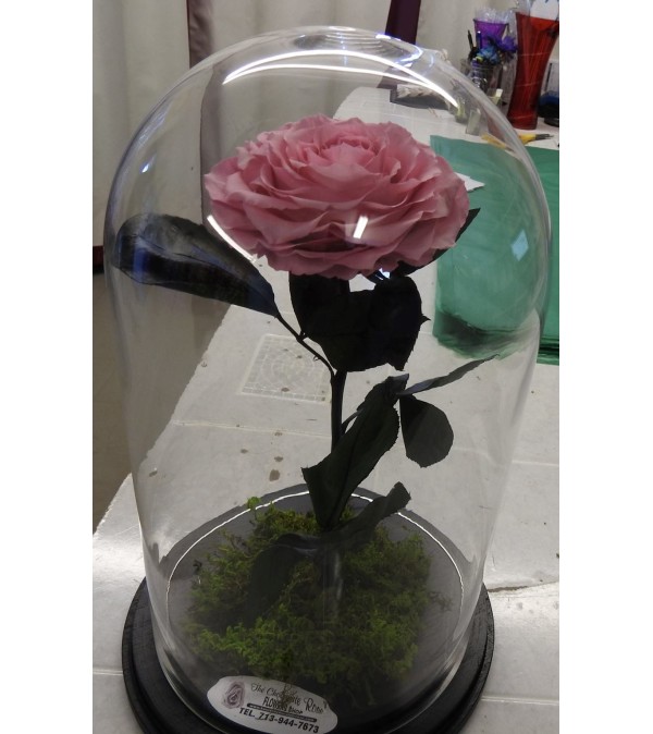 ENCHANTED ROSE PINK