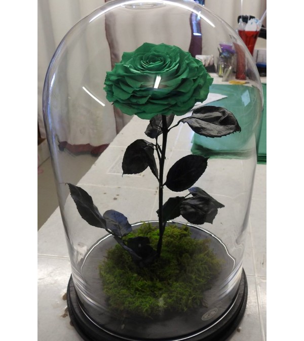 ENCHANTED ROSE GREEN