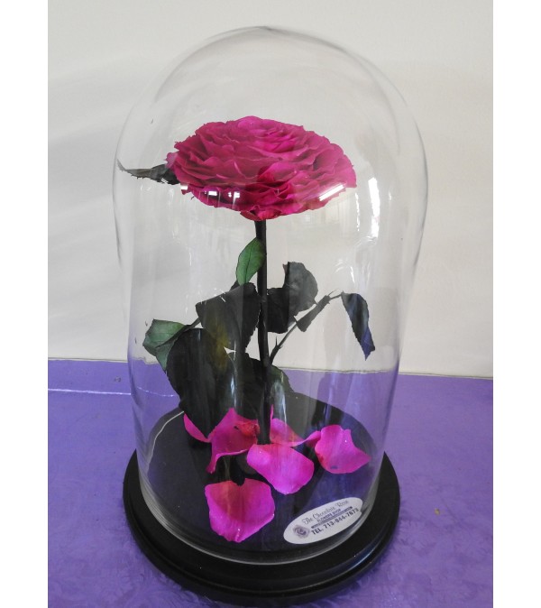 A beautiful preserved pink rose in a cloche glass with a black wo
