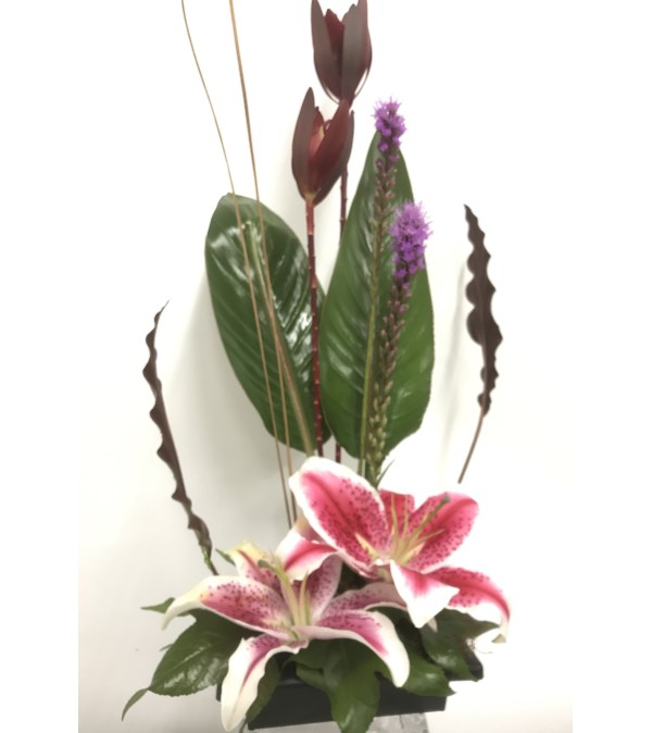 Stargazers