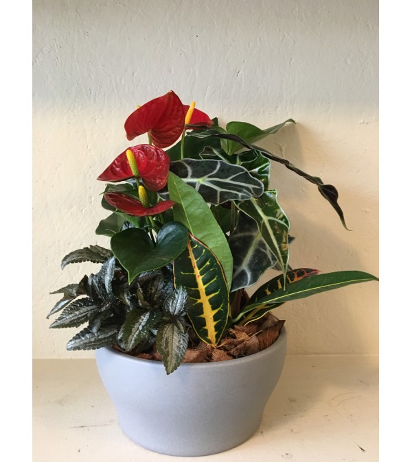 Anthurium Garden 9" container