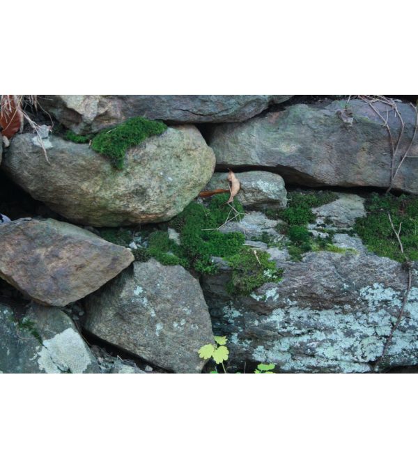 Mossy Rocks Lover