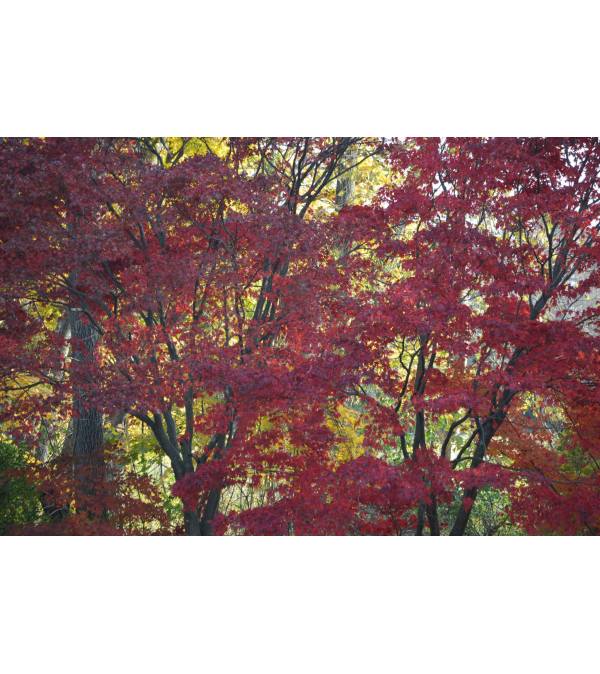 Red Tree Lovers Arrangement