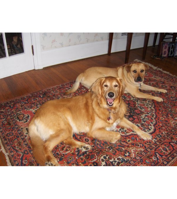 Dog Lovers Arrangement