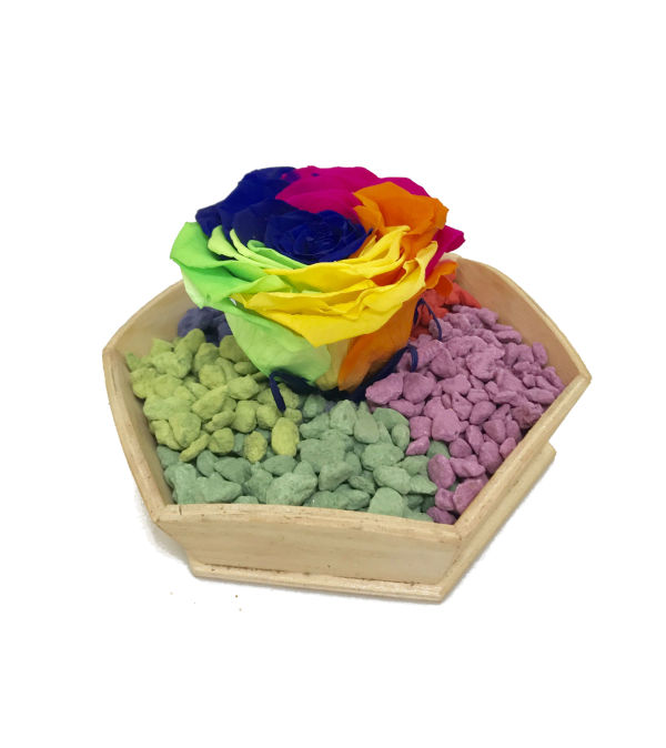 A Rainbow of a Rose