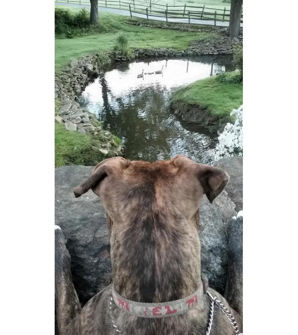 THE KEEN OBSERVER