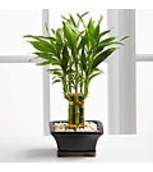 FTD - Lucky Bamboo