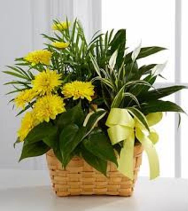 The FTD® Loving Light™ Dishgarden