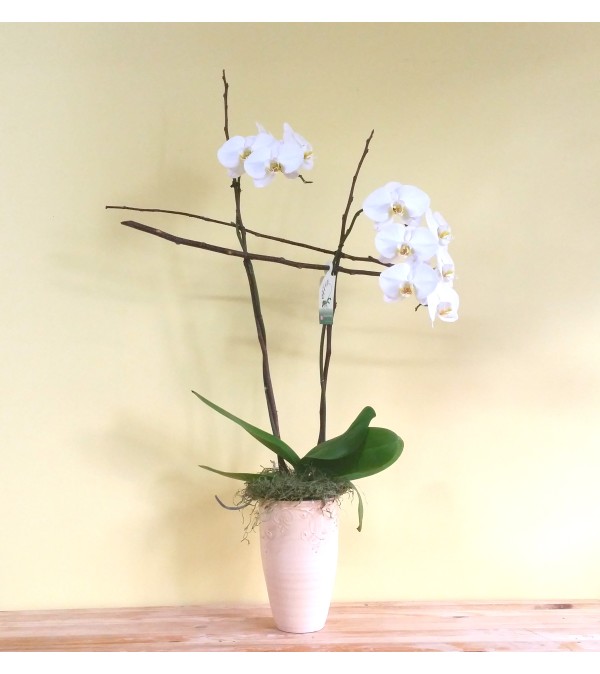 Double Spike White Phalaenopsis Orchid Plant