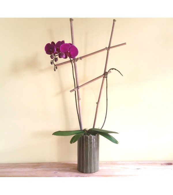 Double Spike Purple Phalaenopsis Orchid Plant