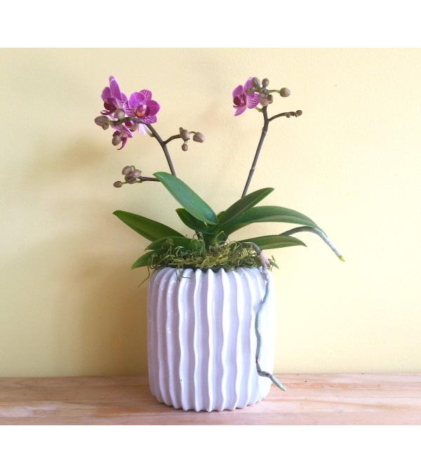 Mini Double Spike Phalaenopsis Orchid Plant