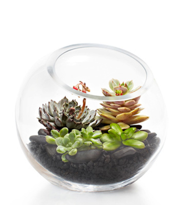 Succulent Terrarium
