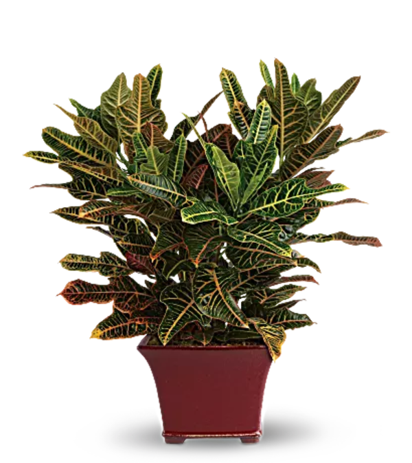 Beautiful Croton