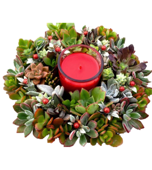 Succulent Centerpiece