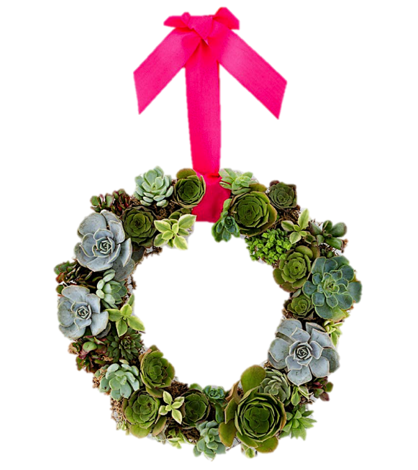 Living Succulent Wreath