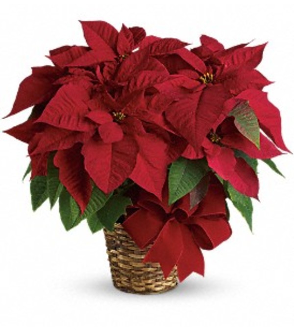 Ellington's Red Poinsettia