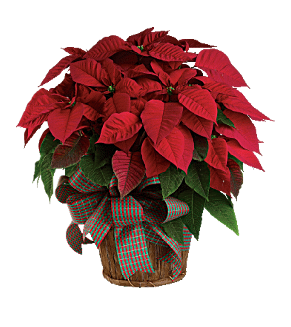 Classic Poinsettia