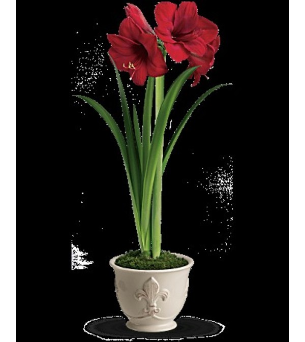 Teleflora's Merry Amaryllis