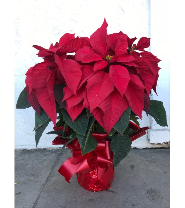 7 Plants in pot - Poinsettia
