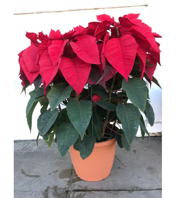 15 Plants in pot - Poinsettia