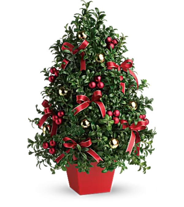 "Deck the Halls" Boxwood Tree