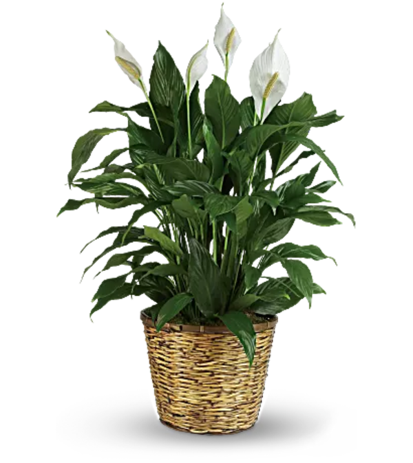 Spathiphyllum - Peace Lily