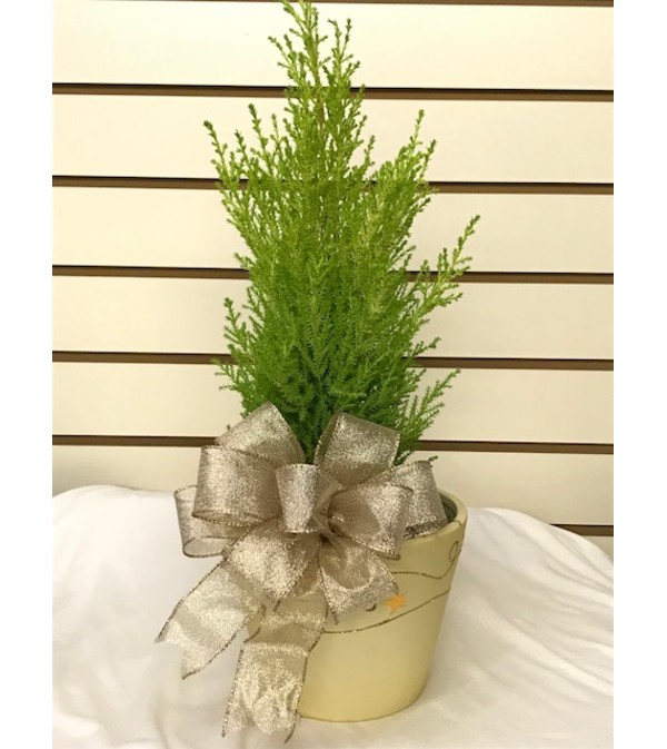 A Lemon Cypress Christmas