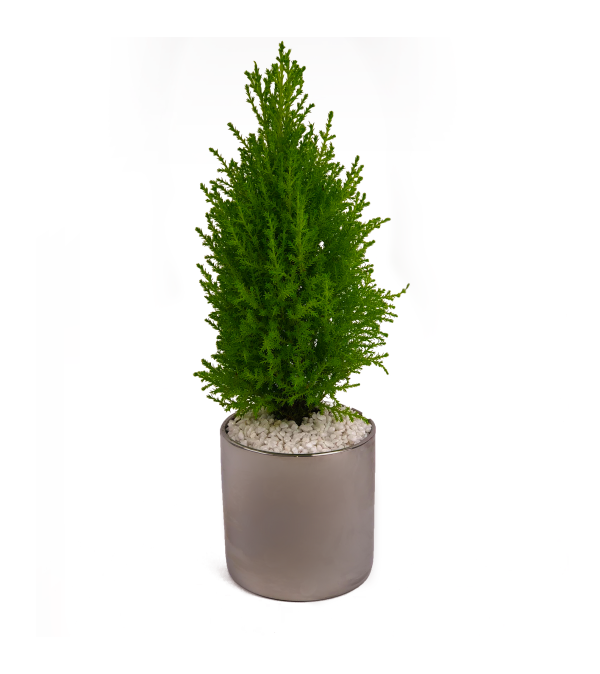 Silver Mini Tree