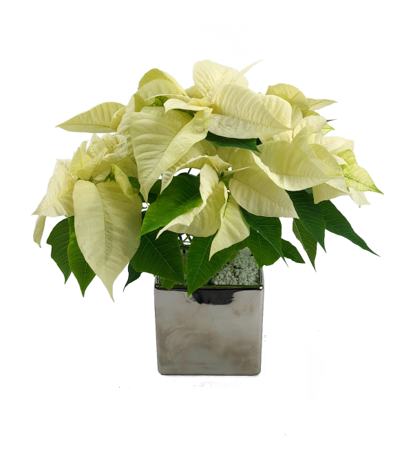 Silver Poinsettia