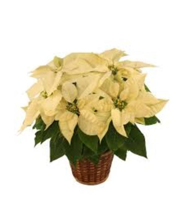 White Poinsettia