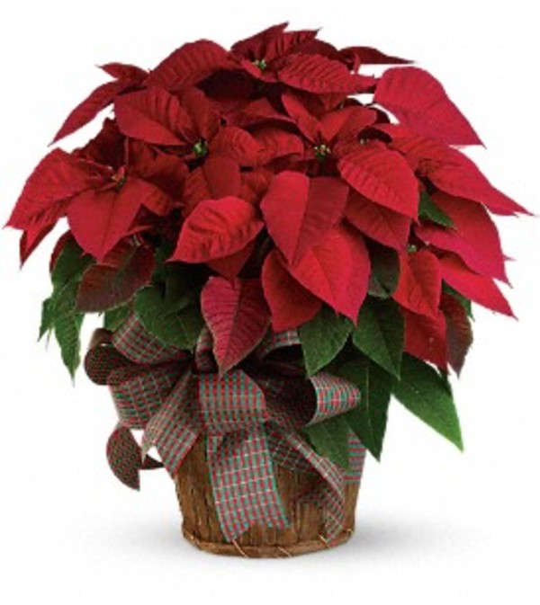 Large Red Poinsetta