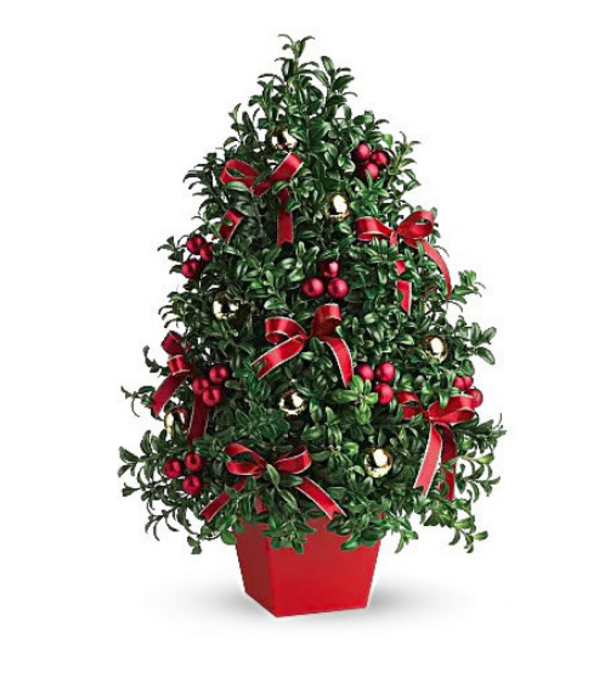 Boxwood Christmas Tree