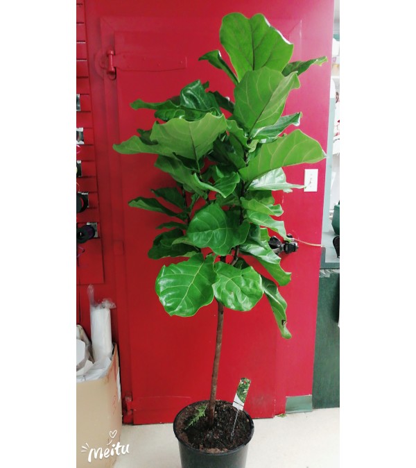 14”Ficus tree