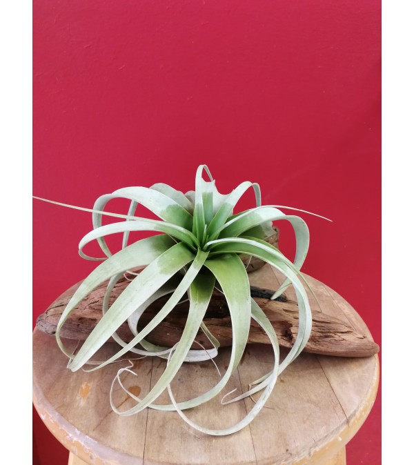 xerographica air plant