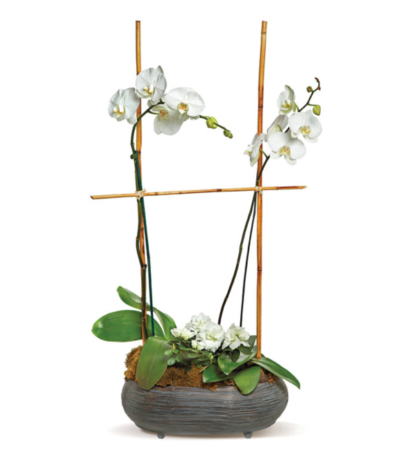 orchid elegance