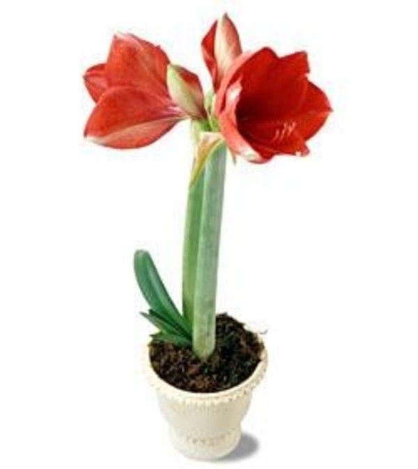 Amaryllis Plant