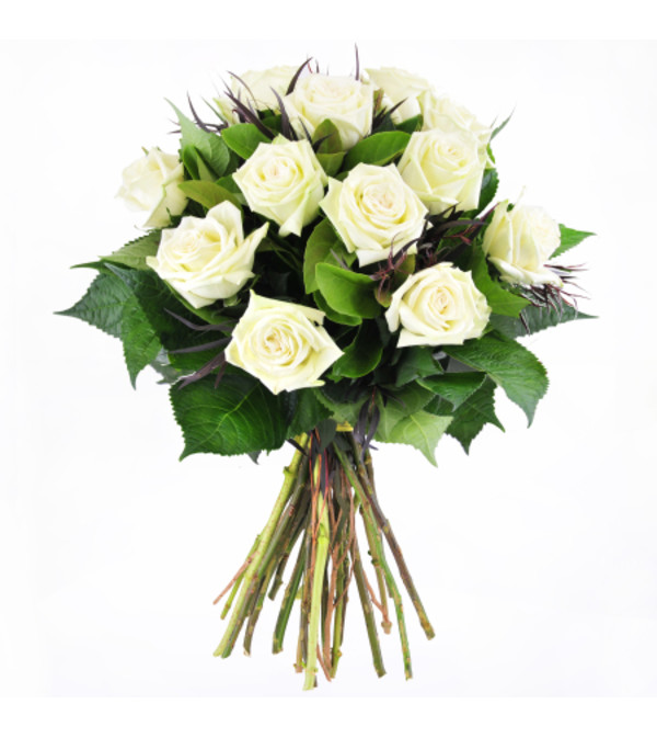 12 WHITE ROSE