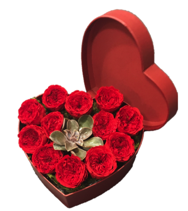 12 Preserved Red Rose Heart Box with Succulent