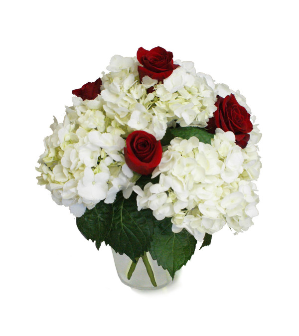 Hydrangea Dream